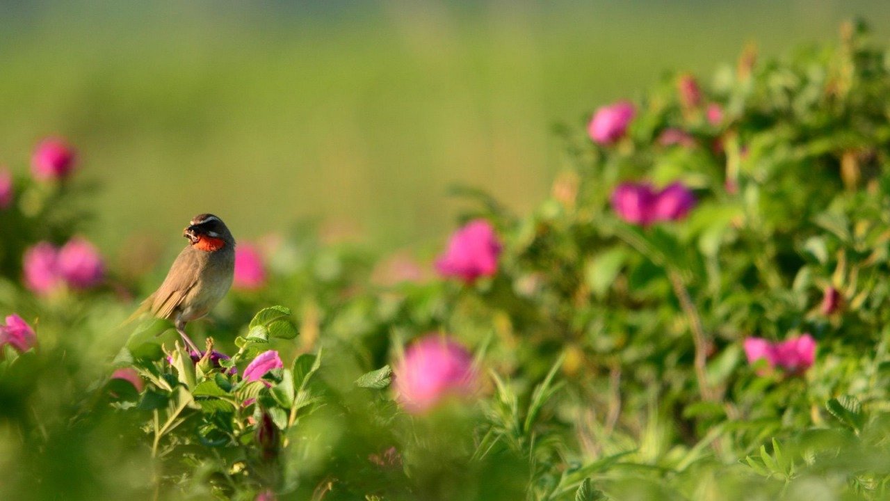 🏞️ 사로마호 왓카 자연 센터 (사로마코 왓카네이차센타) 이미지 4